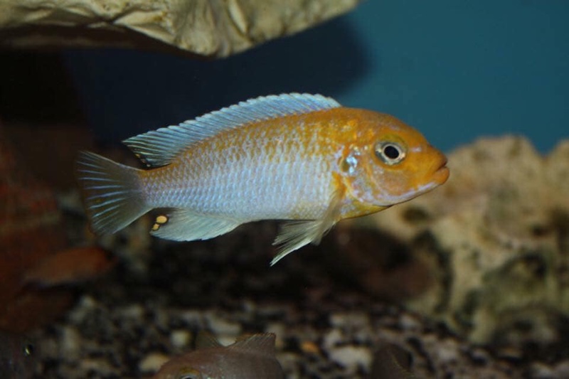 Maylandia glaucos 'Cobwe'